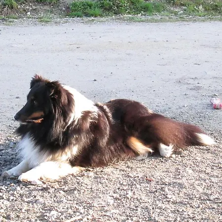 Zum Roessl 아파트 람자우 암 다흐스타인