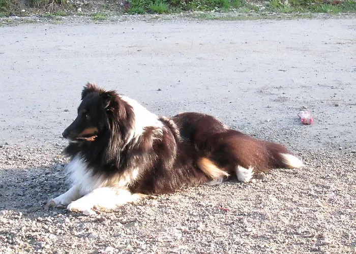 Zum Roessl アパート ラムサウ・アム・ダッハシュタイン